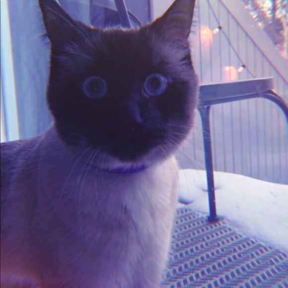 Meet your Posher, Krystal - Picture 1 of 1